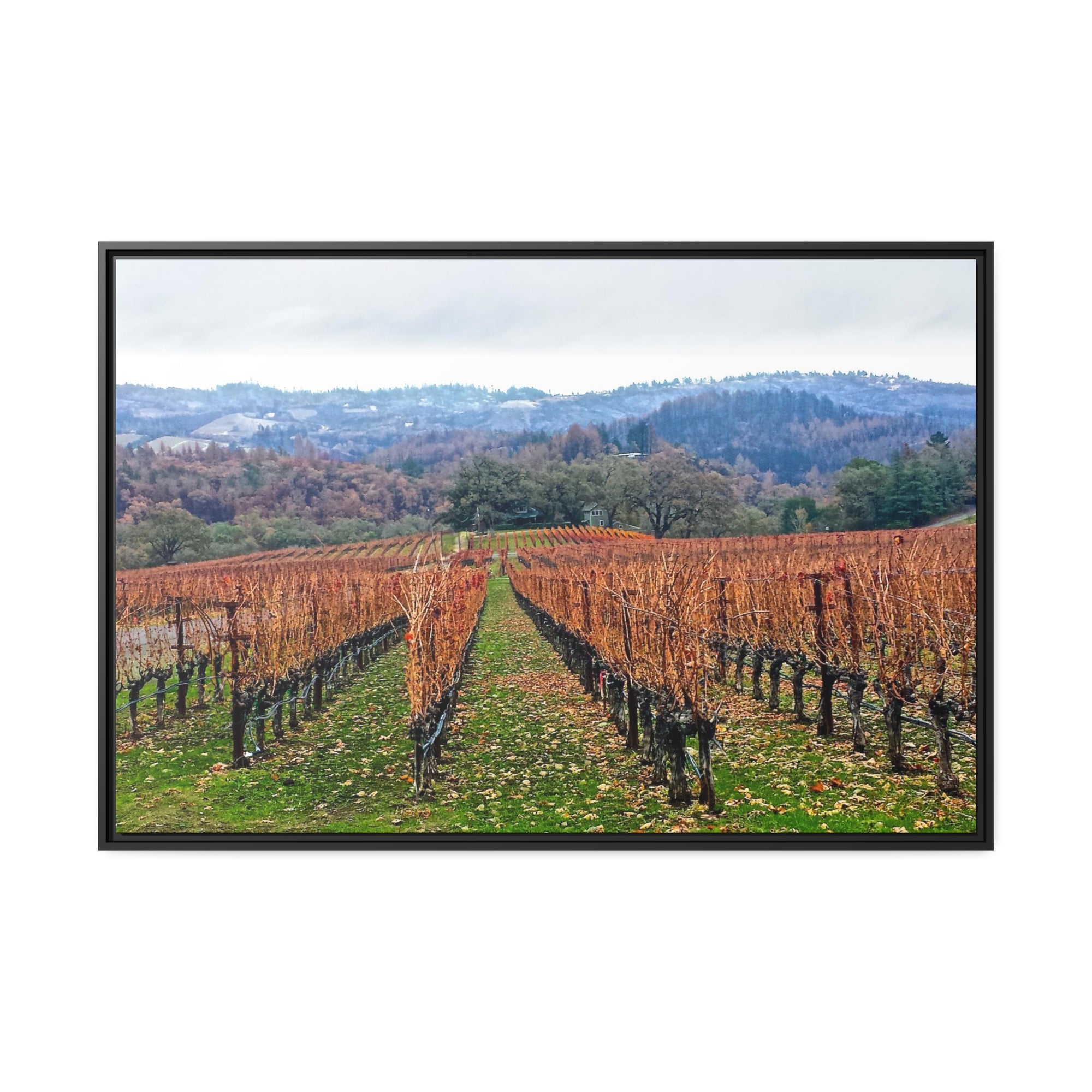 Calistoga Winter Vineyard #2