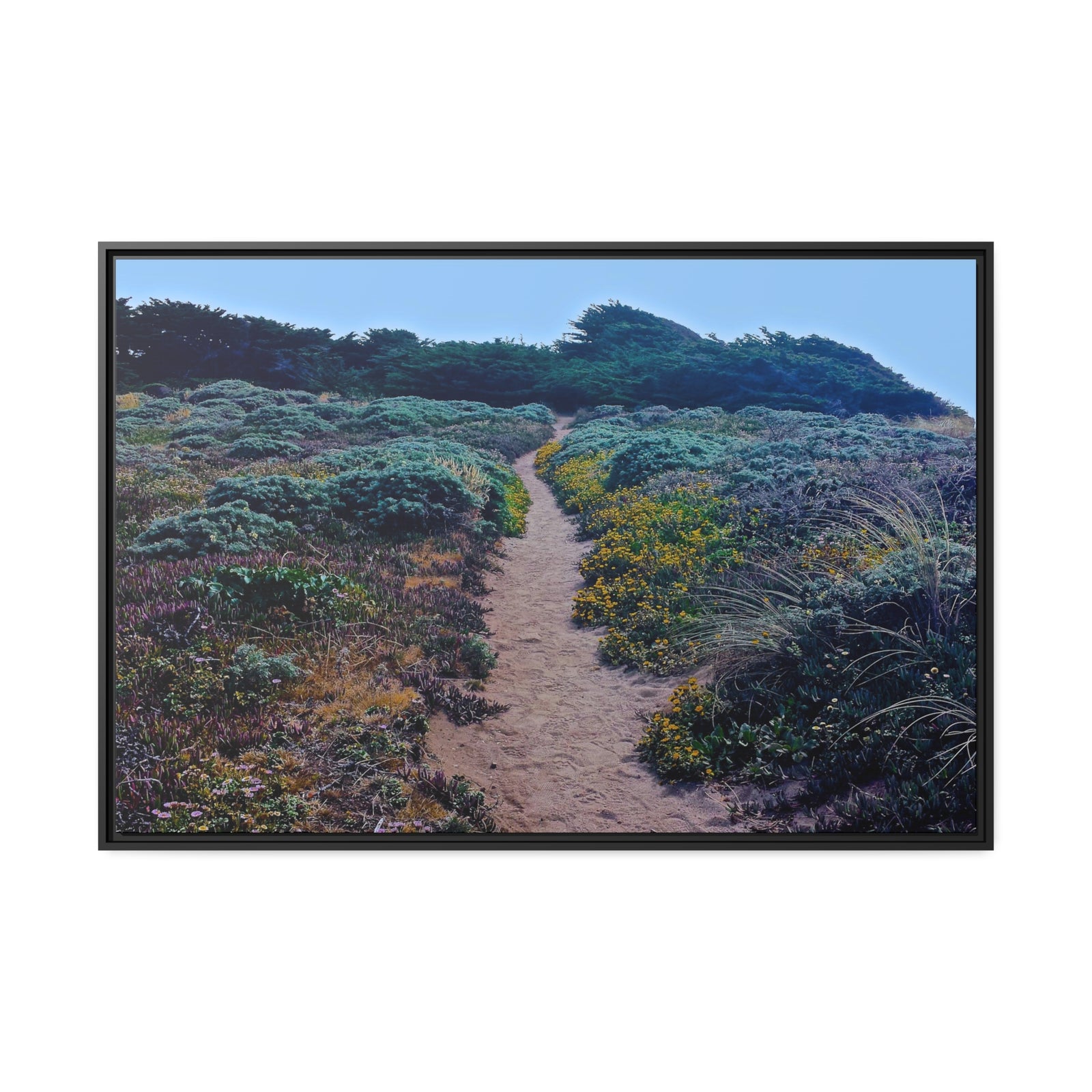 Sea Ranch Path #1