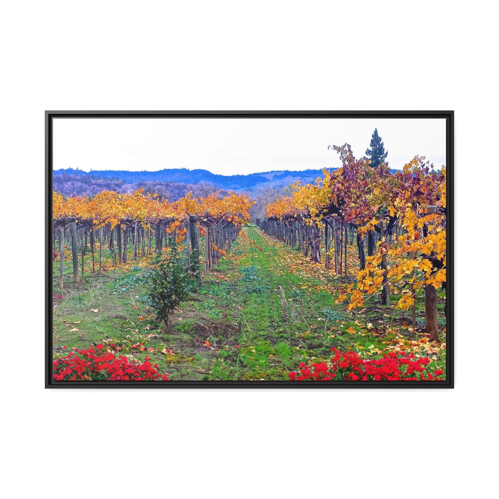 Calistoga Autumn Vineyard #10