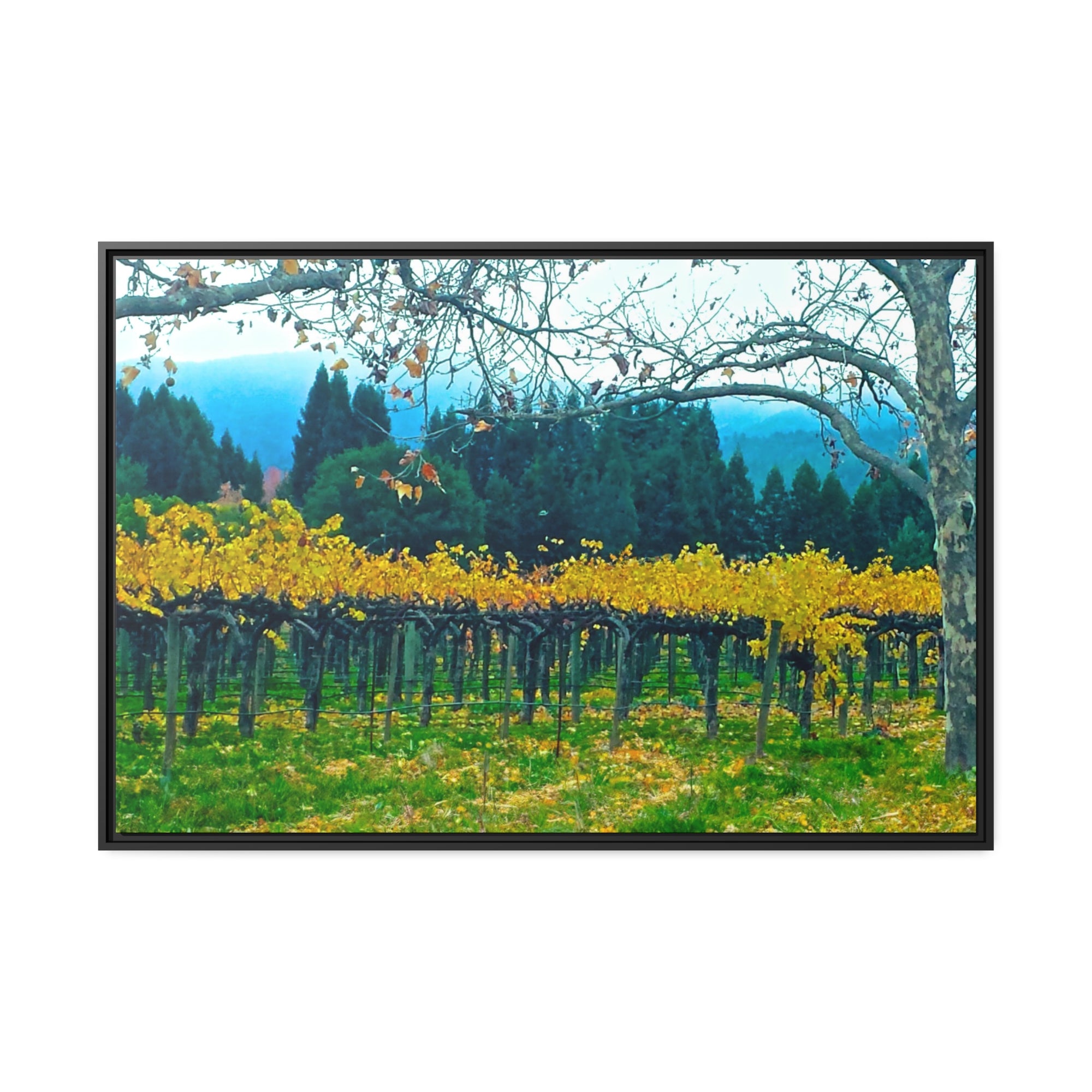 Calistoga Autumn Vineyard #2