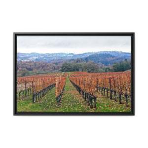 Calistoga Winter Vineyard #2