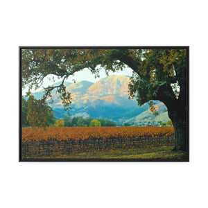 Calistoga Vineyard View #1