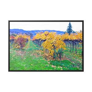 Calistoga Autumn Vineyard #12