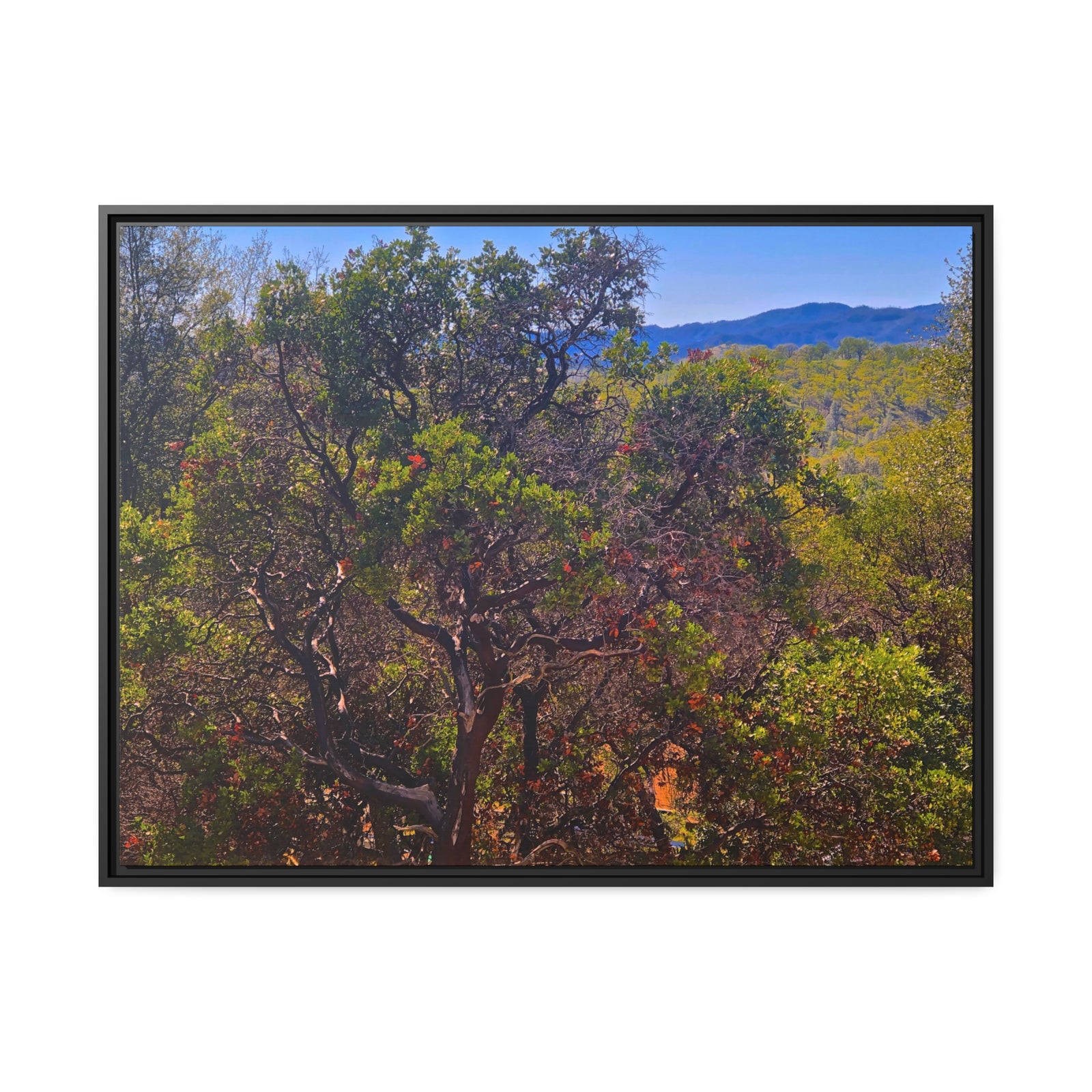 Hidden Valley Manzanita #1