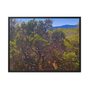 Hidden Valley Manzanita #1