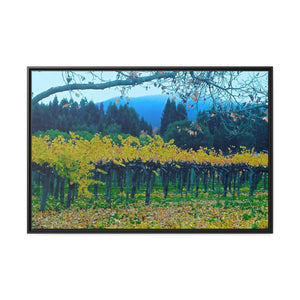 Calistoga Autumn Vineyard #1