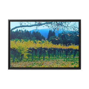 Calistoga Autumn Vineyard #1