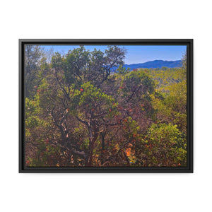 Hidden Valley Manzanita #1