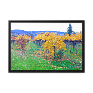 Calistoga Autumn Vineyard #12