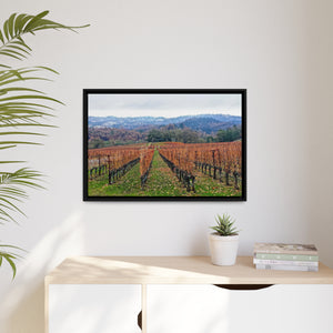 Calistoga Winter Vineyard #2