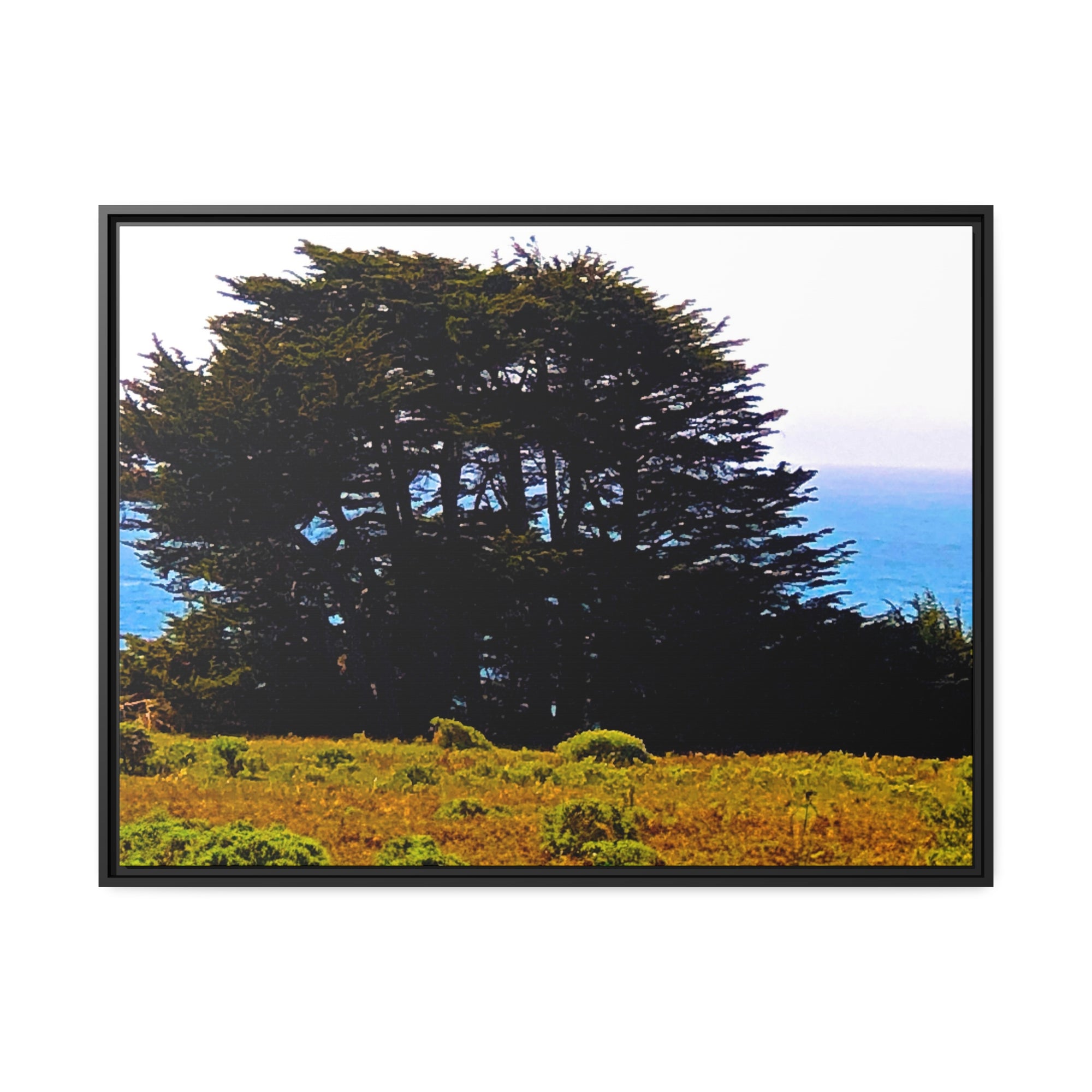 Sea Ranch Bluff Trees #3